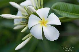 Plumeria Flower Beautiful White Plumeria Flowers Bloom On A Tree In Kailua Kona Hawaii Flower Pot Design Flower Pots Plumeria Flowers