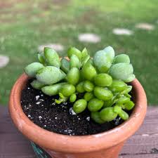 Image result for Cotyledon barbeyi