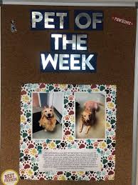 The staff here at park community all came from various animal park community animal hospital would like to thank you deeply for allowing us to provide service for your pet(s). Dylan Corneau Is Our Pet Of The Week Community Animal Hospital And Inn Spa Facebook