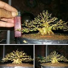 Inspirasi Bonsai Posts Facebook