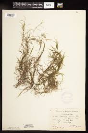 Image result for Potamogeton schweinfurthii