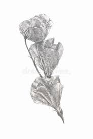 Immagini da disegnare facili matita bianco nero primo piano. Disegni A Matita Di Vettore Dei Fiori Illustrazione Vettoriale Illustrazione Di Floreale Decorazione 85433294
