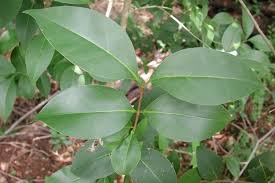 Image result for Ligustrum lucidum
