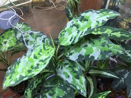 アグラオネマの育て方 植え替え時期は 挿し木や株分けの方法は Greensnap グリーンスナップ