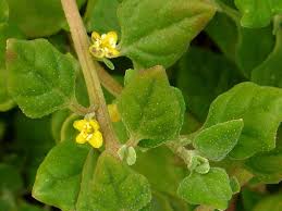 Image result for Tetragonia spicata