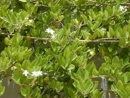 Image result for Volkameria