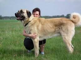 My Mastiff Of Choice Turkish Kangal Unusual Dog Breeds Dog Breeds Dogs