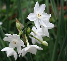 Dig It Narcissus The December Birth Flower December Birth Flower Birth Flowers Flowers Name List