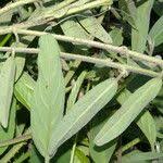 Image result for Aniseia martinicensis