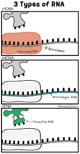Amoeba Sisters Gifs Science With The Amoeba Sisters All of these protein clipart resources are for free download on pngtree. amoeba sisters gifs science with the