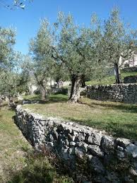 Pin Di Pjetergila Su Le Jardin Des Oliviers Alberi Da Giardino Giardino Con Dislivello Giardino In Pendenza