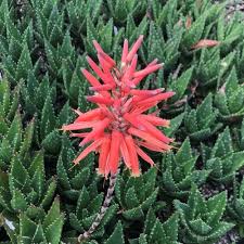 Image result for Aloe nuttii