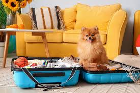 10 Ways to Travel Easily With Your Cat or Dog - Richell USA Inc.