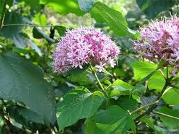 Image result for Clerodendrum abilioi