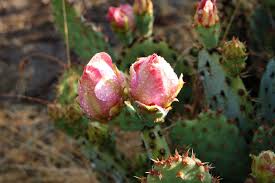 Barrel cactus fruit can be picked and eaten raw and has no spines, making it easy to handle. 120 Best Fruit Prickly Pear Tuna Barrel Cactus Fruit Ideas Prickly Pear Barrel Cactus Cactus