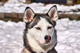 Do Huskies Make Good Guard Dogs Here S 3 Reasons Why