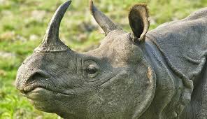 Decline In Rhino Poaching In Kaziranga National Park In 2020 Rhino Poaching National Parks Rhino
