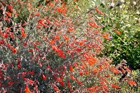 Image result for Epilobium salignum
