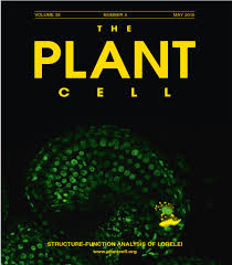 Organelle extensions in plant cells.journal of integrative plant biology. Expired Closing The Deal Arabidopsis Lorelei Is Required For Pollen Tube Reception By The Female Gametophyte Happening Michigan