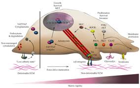 Maybe you would like to learn more about one of these? Gels Free Full Text Modeling The Mechanobiology Of Cancer Cell Migration Using 3d Biomimetic Hydrogels Html