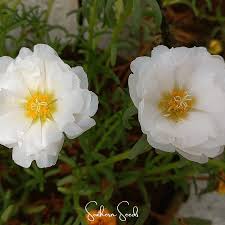 Image result for Portulaca foliosa