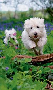 The Kennel Club guidance