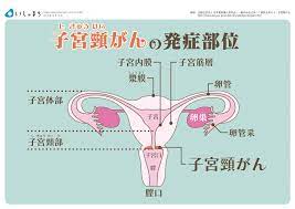 ボード 女性診療科 産科 obstetrics and gynecology のピン
