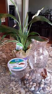 Marimo are also widely popular for use in terarriums, jars, vases, and other containers. 8 Betta Fish Flower Vase Fish Plants Vase Fish Tank Fish Tank Plants