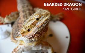 how big do bearded dragon get bearded dragon size guide