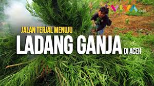 Jul 21, 2020 · 10 hektare ladang ganja di aceh dibakar. Ladang Ganja Terluas Di Dunia 155 Hektare Di Aceh By Ngantukbanget Com