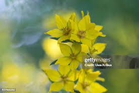 Image result for Myrsinaceae