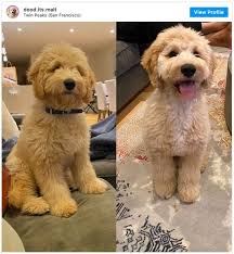 How to get the teddy bear haircut on a goldendoodle? Teddy Bear Mini Goldendoodle Haircut Styles Novocom Top