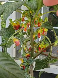 Image result for Impatiens niamniamensis