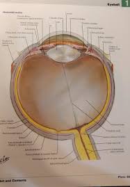 Conuri bastonașe lumină și culori difebiom. Analizator Vizual Flashcards Quizlet