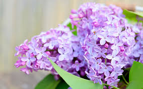 The site owner hides the web page description. ä¸é¦™èŠ±çš„ç›†æ ½ç§æ¤æ–¹æ³•åŠå…»æ®–æ³¨æ„äº‹é¡¹ Roseloveç½'