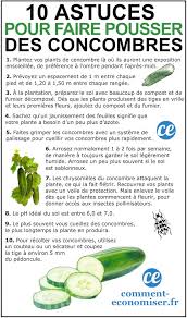 Le concombre est une plante annuelle herbacée qui peut être grimpante ou rampante, selon le tuteurage que vous faites ou pas. 10 Astuces De Maraicher Pour Faire Pousser De Beaux Concombres