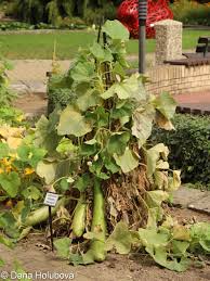 Image result for Lagenaria