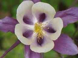 Alaska Flower In June One Can T Believe The Variety Perfect Beauty Such A Winter Cold Can Provide Beautiful Flowers Flower Power Flowers