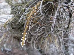 Image result for Microcoelia exilis