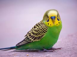 8 Top Green Parrots To Keep As Pets