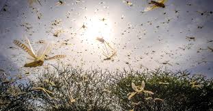 Q&amp;amp;A: Are the 2019-20 locust swarms linked to climate change?