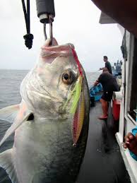 Jarak Island Perak 14 June 2015 Fishyology Island 14 June June