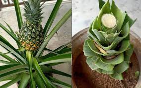 Maybe you would like to learn more about one of these? Lepas Tuai Nanas Jangan Terus Dicabut Pokoknya Tapi Buat Begini Untuk Dapatkan Anak Pokok Baru Keluarga