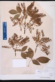 Image result for Stadmannia