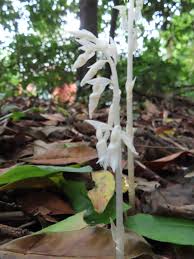 Image result for Epipogium roseum