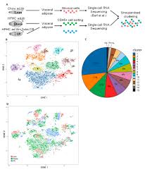 single cell rna sequencing of visceral adipose tissue