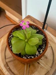 Image result for Mohria vestita