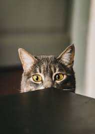 Our team searches the internet for the best and latest background wallpapers in hd quality. 1500 Funny Cat Pictures Download Free Images On Unsplash