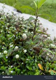 Image result for Alternanthera caracasana