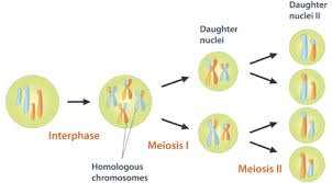 In an organism that is produced by sexual reproduction, each parent contributes a set of chromosomes grouped into homologous pairs. Meiosis Read Biology Ck 12 Foundation